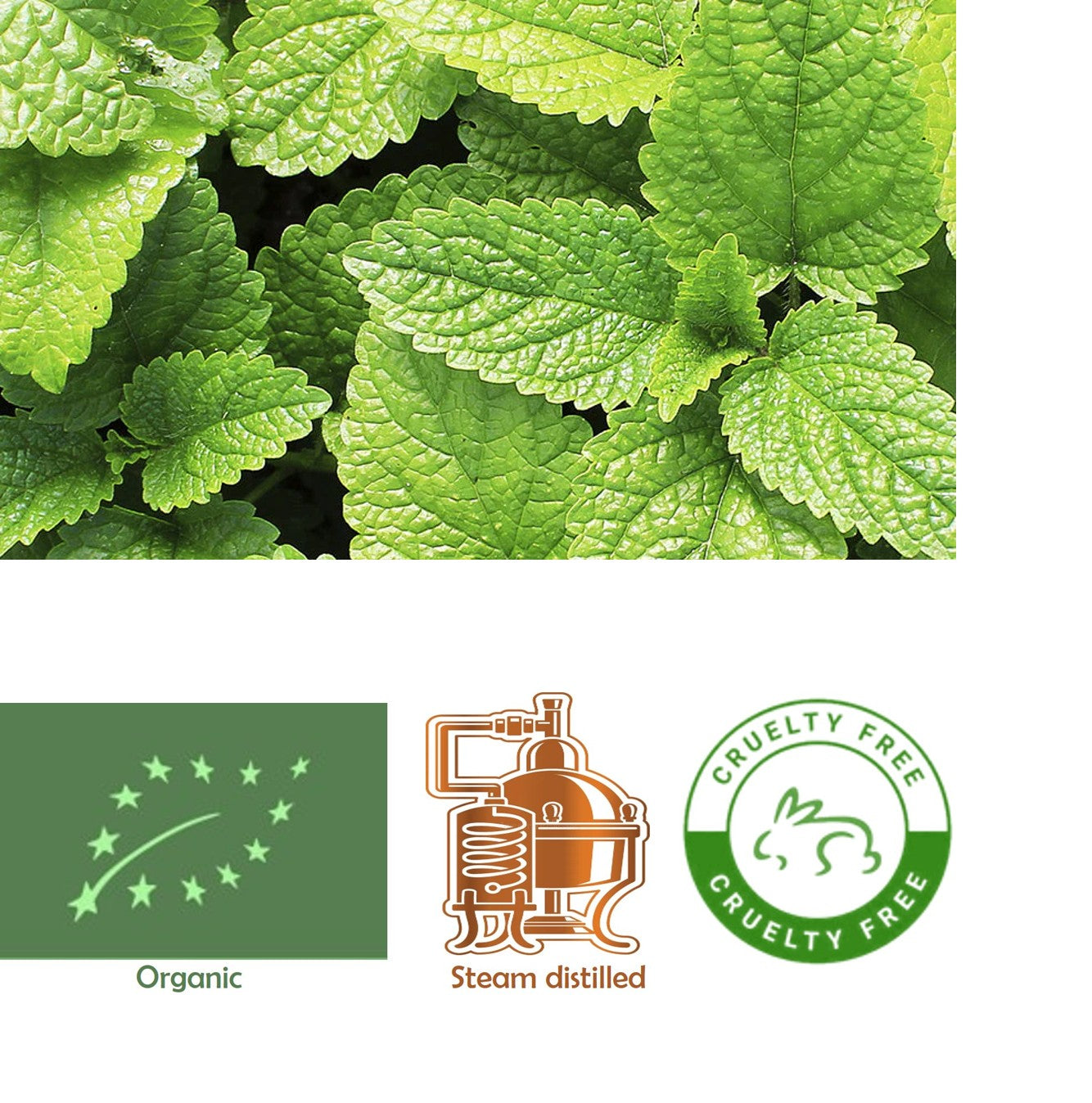 Bergamot (Citrus bergamia) essential oil