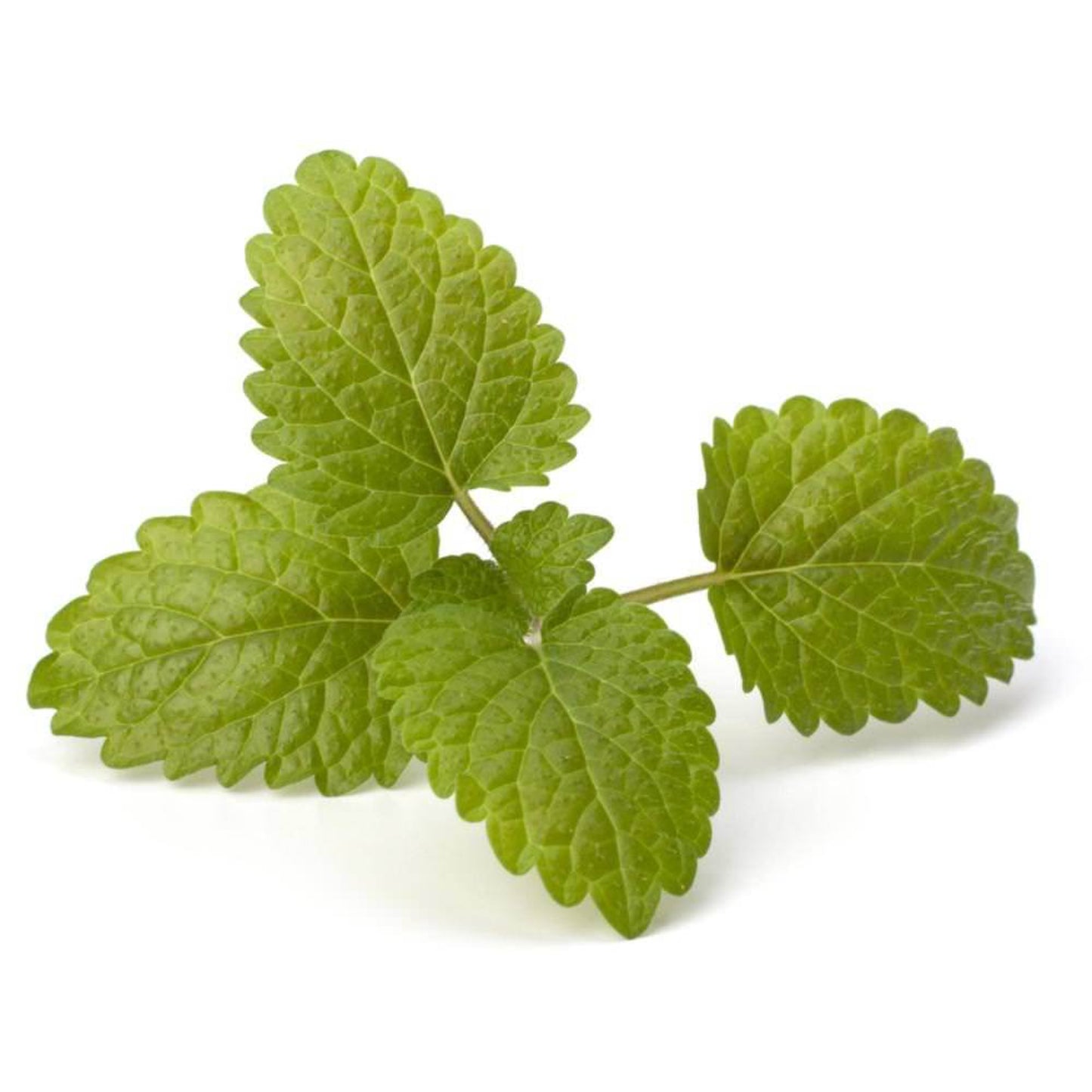 Bergamot Mint / Ūdens piparmētra (Mentha Citrata) essenital oil / ēteriskā eļļa