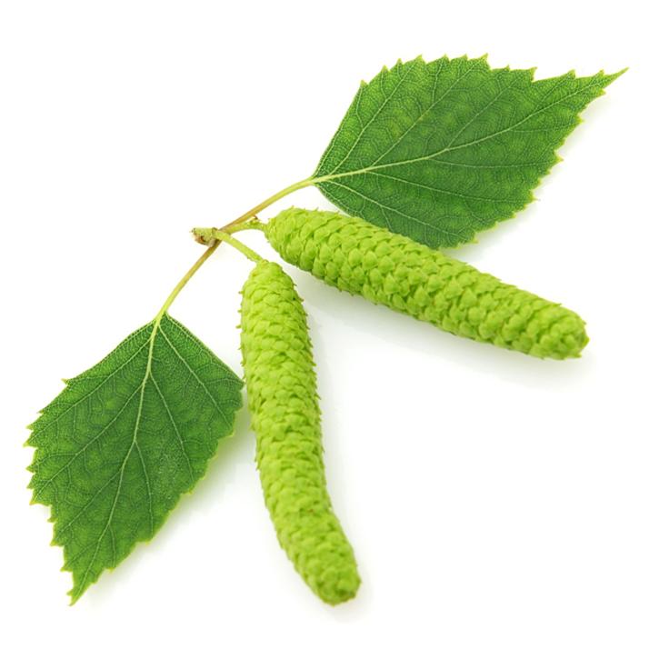 Birch / Bērza darva (Betula alba) essential oil / ēteriskā eļļa