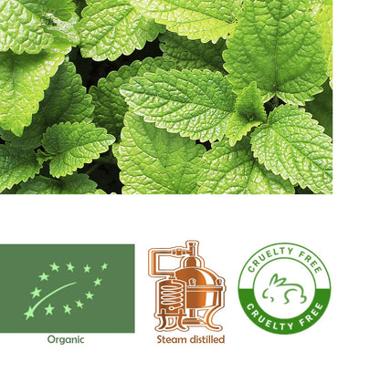 Bergamot (Citrus bergamia) essential oil 
